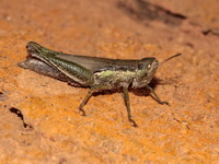 Pseudoxya diminuta - male  - Kaeng Krachan NP