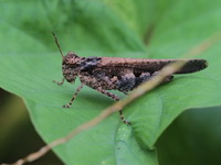 Trilophidia annulata  - Phuket