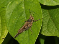 Trilophidia annulata  - Baan Maka