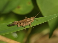 Trilophidia annulata  - Baan Maka