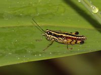 Unidentified Acrididae family  - Doi Inthanon NP