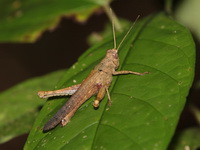 Unidentified Acrididae family  - Bang Lang NP