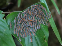 Unidentified Acrididae family  - Sri Phang Nga NP
