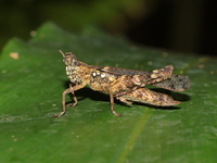 Unidentified Chorotypidae family  - Bang Lang NP
