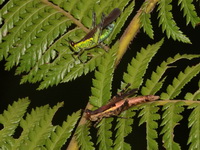 Unidentified Erianthus sp  - Doi Inthanon NP