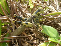 Valanga nigricornis  - Phuket