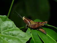 Xenocatantops humilis - nymph  - Phuket