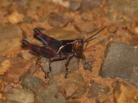 Xenocatantops humilis - nymph  - Kaeng Krachan NP