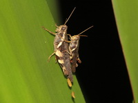 Xenocatantops humilis  - Ta Phraya NP