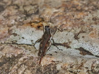 Zhengitettix albitarsus  - Doi Inthanon NP