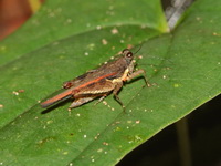 Zhengitettix albitarsus  - Khun Nan NP