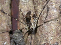 Unidentified Sclerosomatidae family  - Phuket