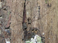 Unidentified Sclerosomatidae family  - Phuket