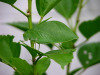 Baryprostha foliacea  - Phuket