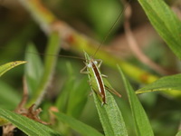 Conocephalus maculatus - nymph  - Kaeng Krachan