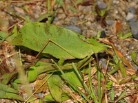 Leptoderes ornatipennis  - Khao Ramrom