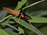 Macroxiphus sumatranus siamensis  - Khao Sok NP