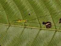 Pseudophyllus titan - nymph  - Khao Ramrom