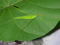 Unidentified Elimaea sp  - Phuket