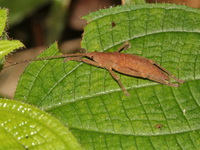 Unidentified Peracca sp  - Betong