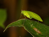 Unidentified Tettigoniidae family  - Bang Lang NP