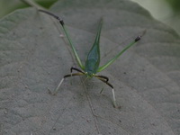 Unidentified Tettigoniidae family  - Kaeng Krachan NP