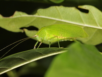 Unidentified Tettigoniidae family  - Baan Maka
