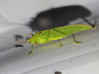 Unidentified Tettigoniidae family  - Doi Inthanon NP