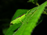 Unidentified Tettigoniidae family  - Phuket