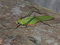 Unidentified Tettigoniidae family  - Bala