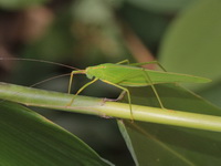 Unidentified Tettigoniidae family  - Khao Kitchakut NP