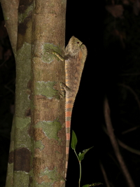 Abbott's Angle-headed Lizard - ssp abbotti  - Ton Nga Chang WS