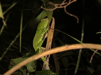 Abbott's Angle-headed Lizard - ssp abbotti  - Betong
