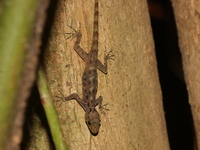 Adang-Rawi Day Gecko  - Koh Adang