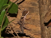 Angled Bent-toed Gecko  - Sakaerat