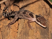 Angled Bent-toed Gecko  - Sakaerat