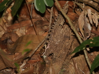 Angled Bent-toed Gecko  - Wang Nam Khieo
