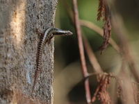 Annamite Forest Skink  - Khao Soi Dao WS