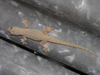 Asian House Gecko  - Phuket