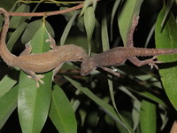 Asian House Gecko  - Chiang Saen