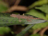 Asian House Gecko  - Baan Maka