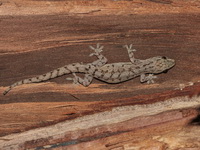 Asian House Gecko  - Mu Koh Surin NP