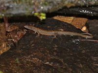 Berdmore's Water Skink  - Doi Inthanon NP