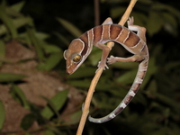 Bintangtinggi Bent-Toed Gecko  - Bang Lang NP