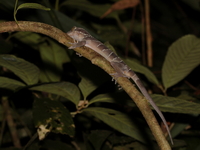 Bintangtinggi Bent-Toed Gecko  - Bang Lang NP