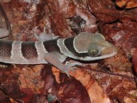Bintangtinggi Bent-Toed Gecko  - Bala