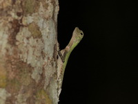 Black-bearded Flying Lizard - female  - Khao Nam Khang NP