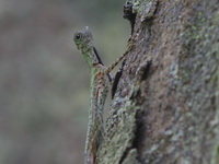 Black-bearded Flying Lizard - male  - Khao Banthad WS