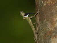 Black-bearded Flying Lizard - male  - San Kala Khiri NP
