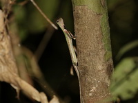 Black-bearded Flying Lizard - male  - Khao Nam Khang NP